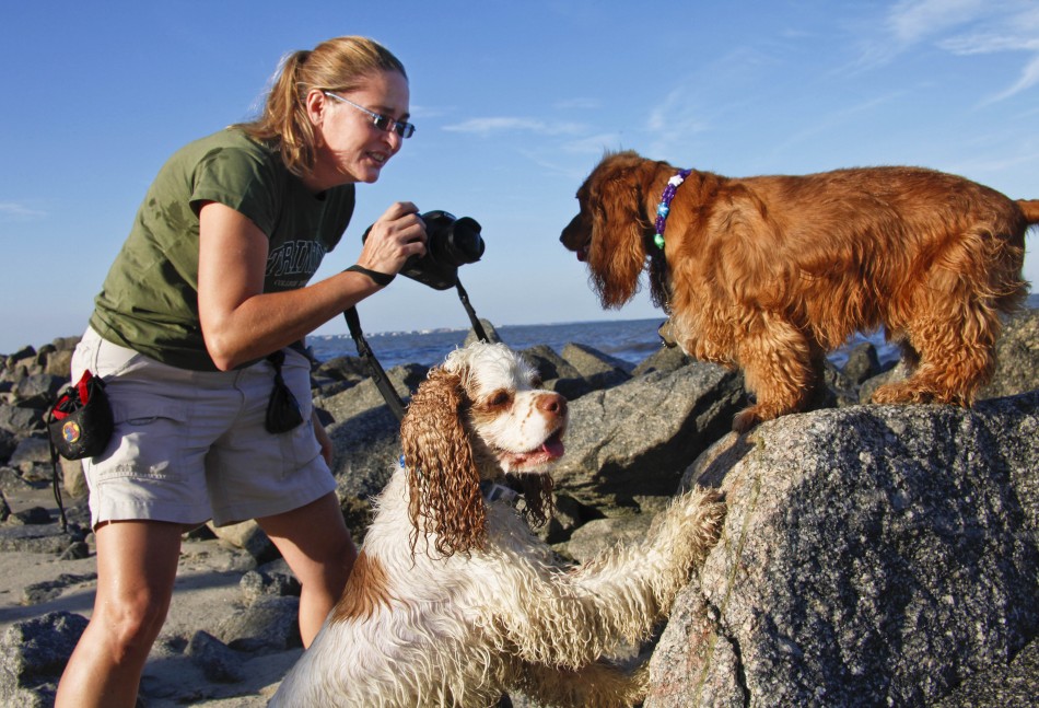 dogs, cocker spaniel, photographer, beach, ocean, rocks